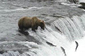 Bear and salmon in AK