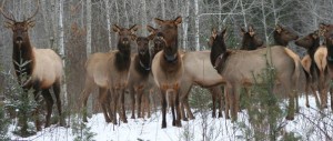 elk in WI-Elk-Country