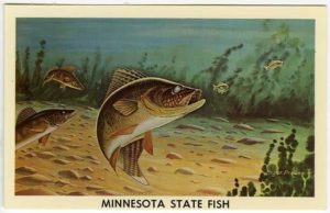 walleye-mn-state-fish-mn-historical-society